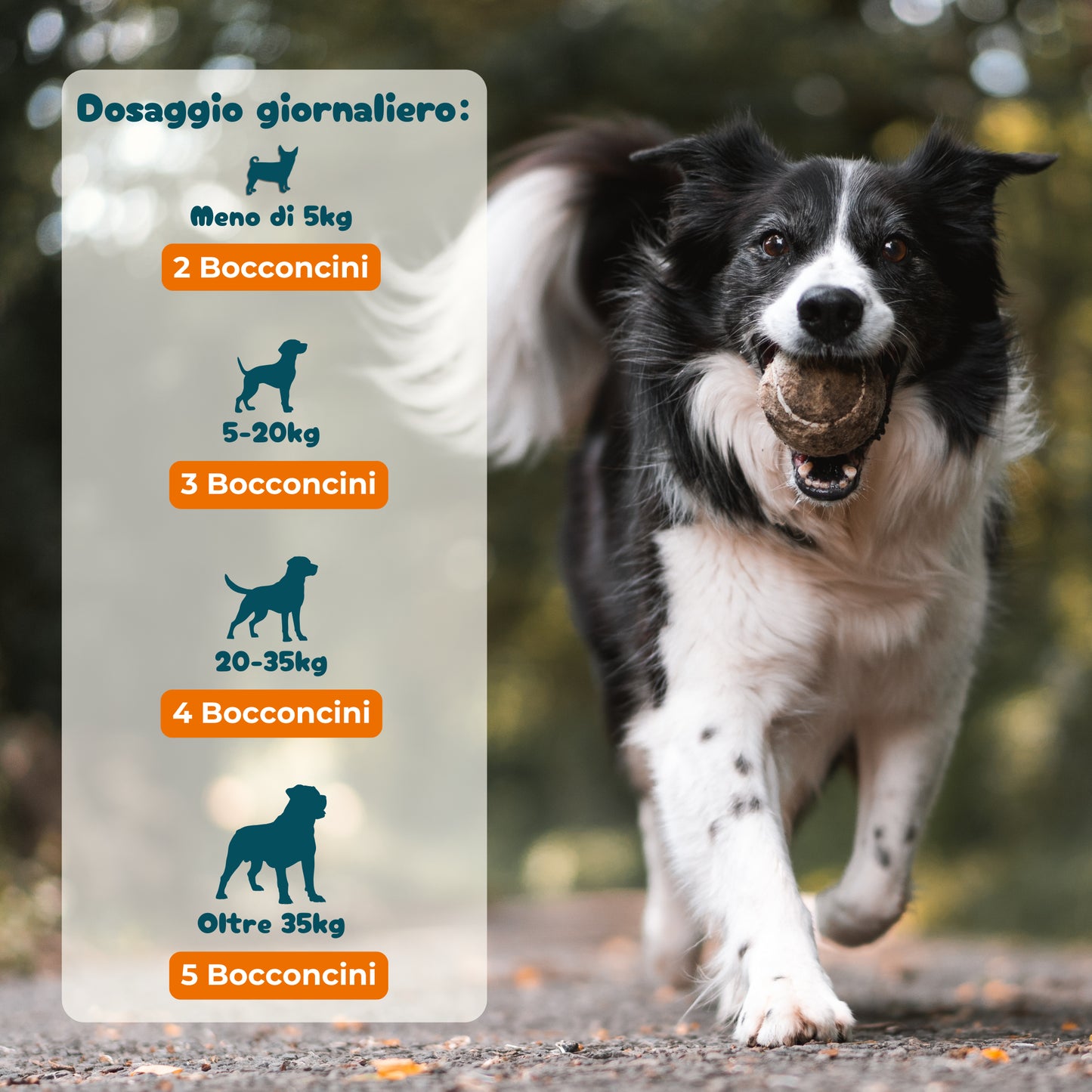 Ossa & Articolazioni - Integratore Mobilità da 90 Bocconcini