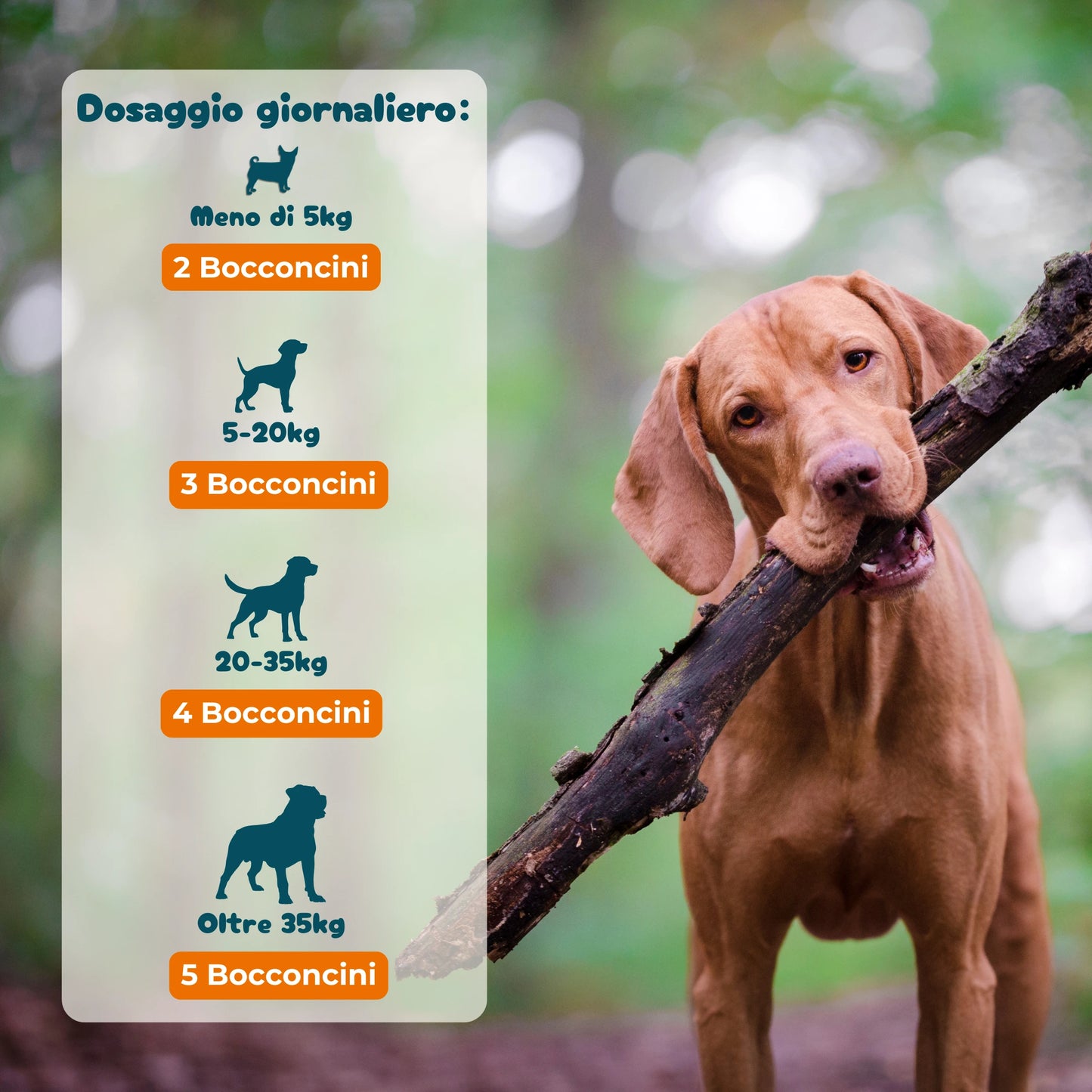 Probiotici Digestivi - Integratore Intestinale da 90 Bocconcini